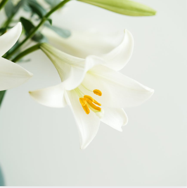 White lily in soft natural light symbolizing remembrance, peace, and honoring a loved one.